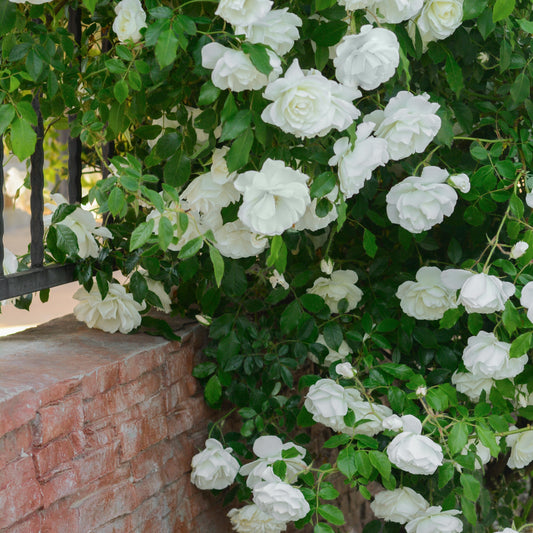 Klimroos - wit - Rosa - Tuinplanten