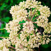 Grote engelwortel - Angelica archangelica - Tuinplanten