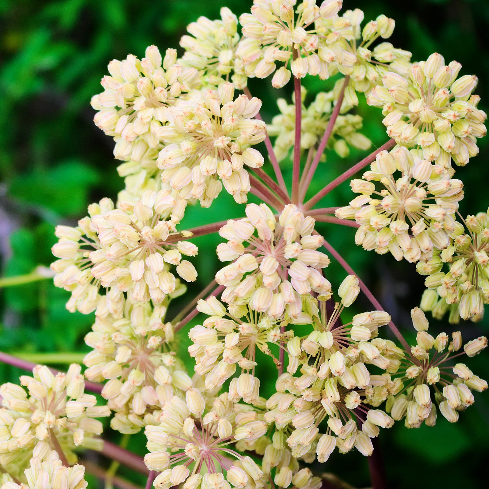 Grote engelwortel - Angelica archangelica - Tuinplanten