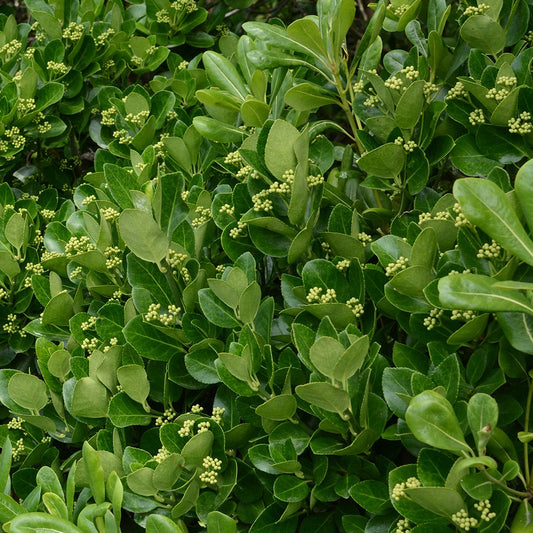 Japanese kardinaalsmuts - Euonymus japonicus - Tuinplanten