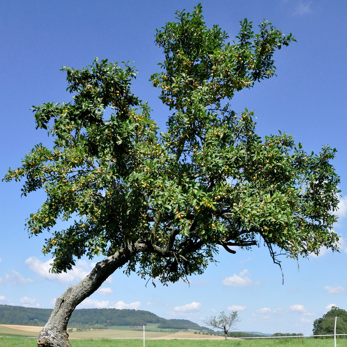 Pruimenboom 'Reine-Claude d'Oullins' - Prunus domestica Reine-Claude d'Oullins - Bakker