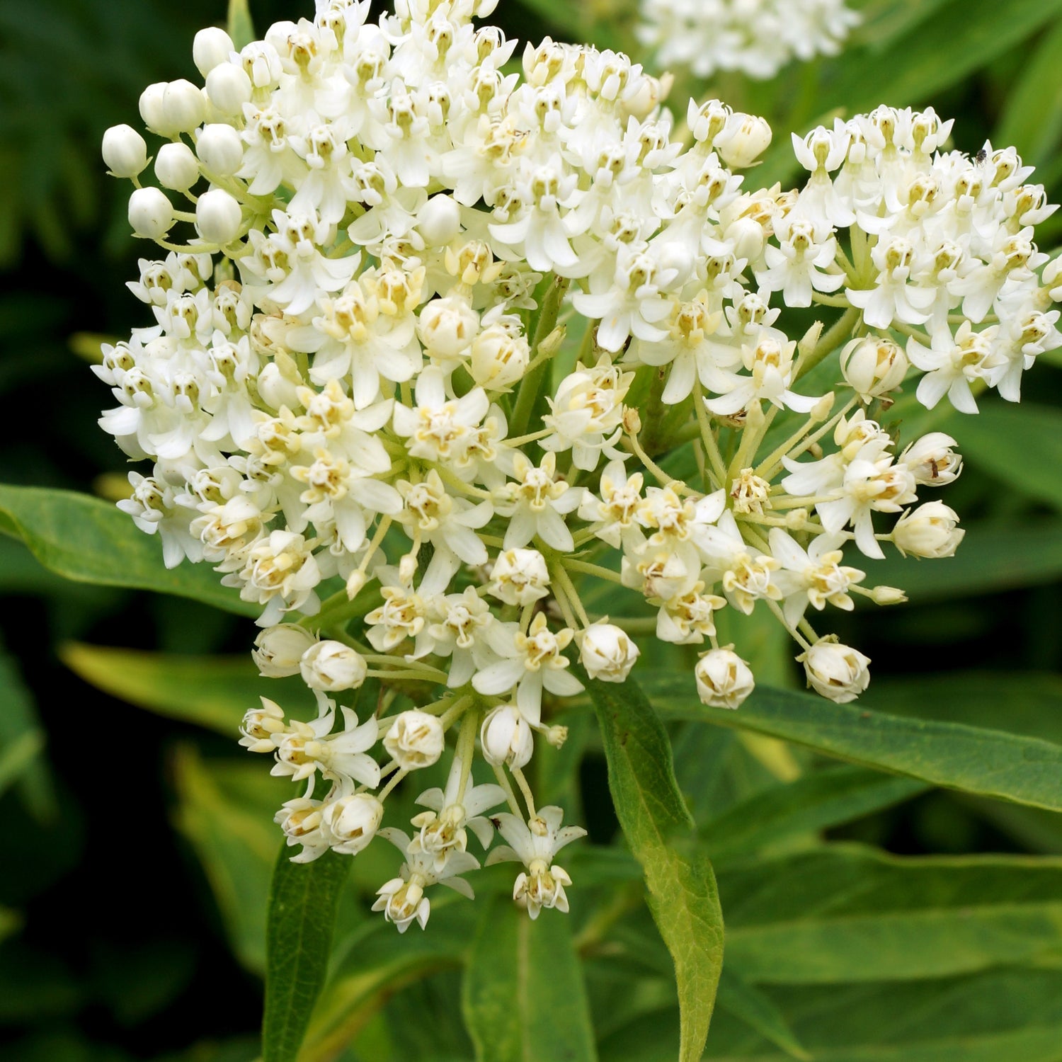 Asclepias