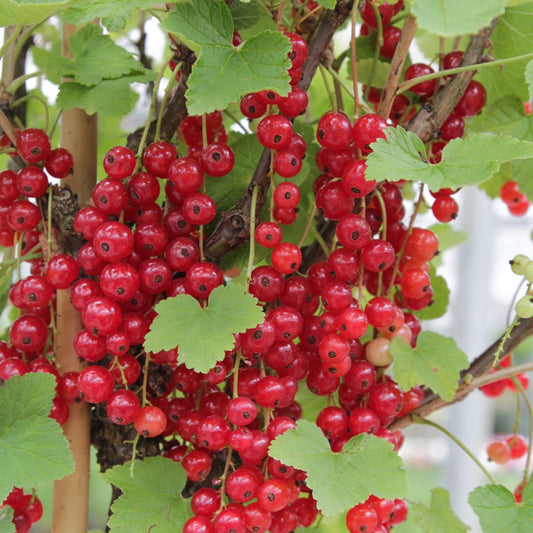 Aalbes 'Rovada' - Ribes rubrum rovada - Fruit