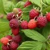 Herfst framboos Autumn First - Rubus idaeus autumn first - Fruit