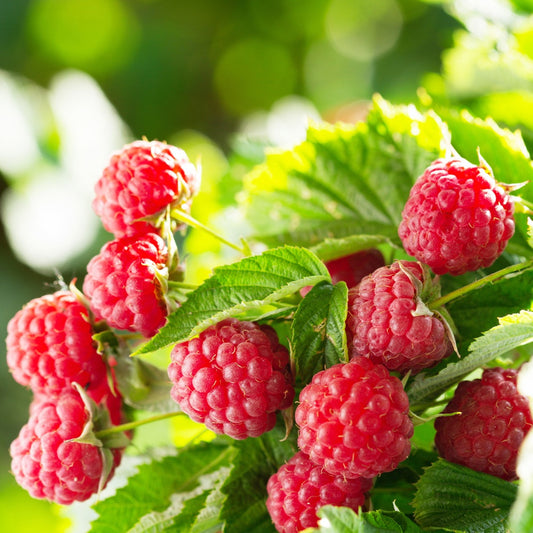 Framboos 'Aroma Queen'® - Rubus idaeus 'aroma queen® - Fruit