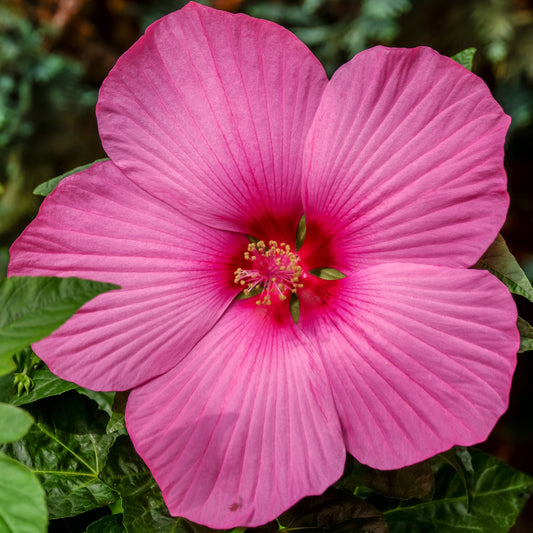Alteastruik 'Carrousel® Pink Passion' - Hibiscus moscheutos carrousel ® 'pink passion' - Tuinplanten