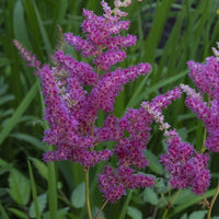 Pluimspirea 'Elizabeth van Veen' - Astilbe japonica 'elizabeth van veen' - Tuinplanten