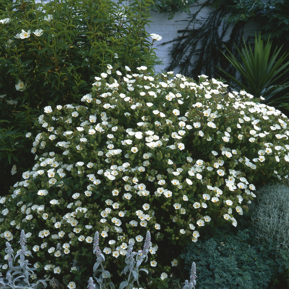 Rotsroos - Cistus florentinus - Tuinplanten