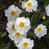 Zwarte zonneroos - Cistus salviifolius - Tuinplanten