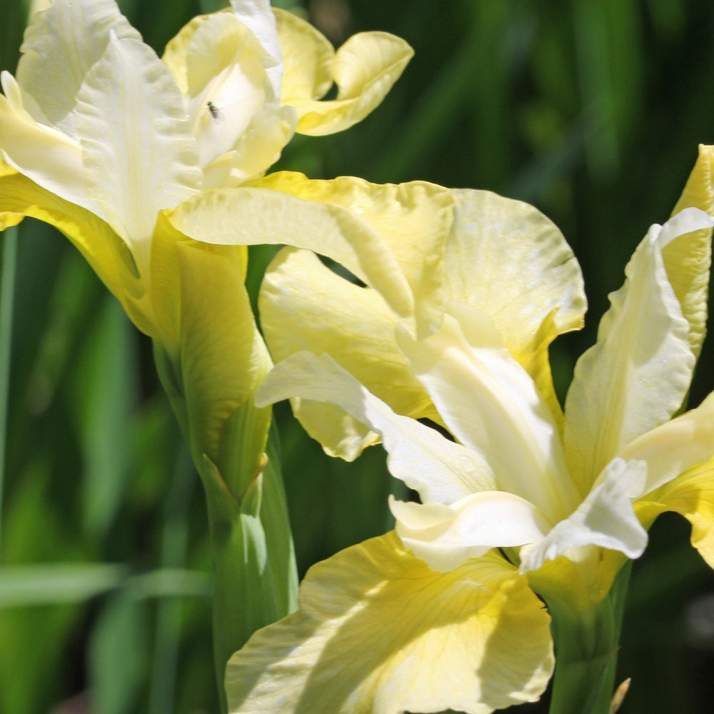 Siberische iris 'Butter and Sugar' - Iris sibirica 'butter and sugar' - Tuinplanten
