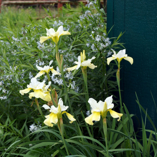 Siberische iris 'Butter and Sugar' - Iris sibirica 'butter and sugar' - Heesters en vaste planten