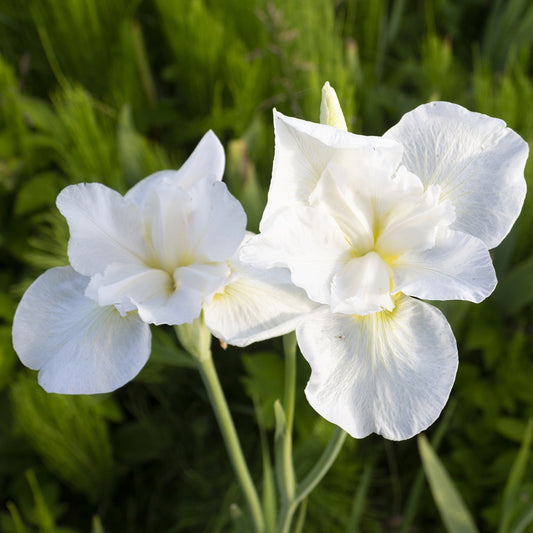 Siberische iris 'Swans in Flight' - Iris sibirica swans in flight - Tuinplanten