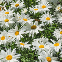 Margriet 'Sweet Daisy Rebecca' - Leucanthemum sweet daisy 'rebecca' - Tuinplanten