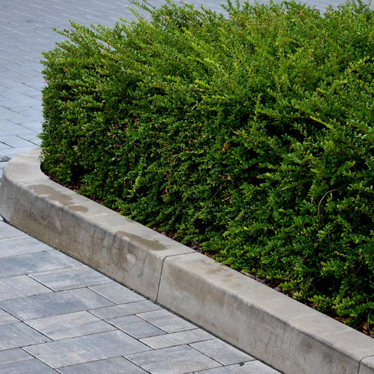 Kamperfoelie - Bakker