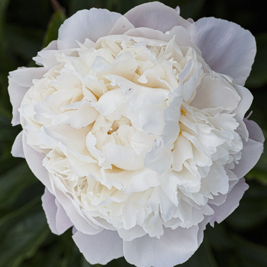 Pioenroos 'Peche' - Paeonia lactiflora peche - Tuinplanten