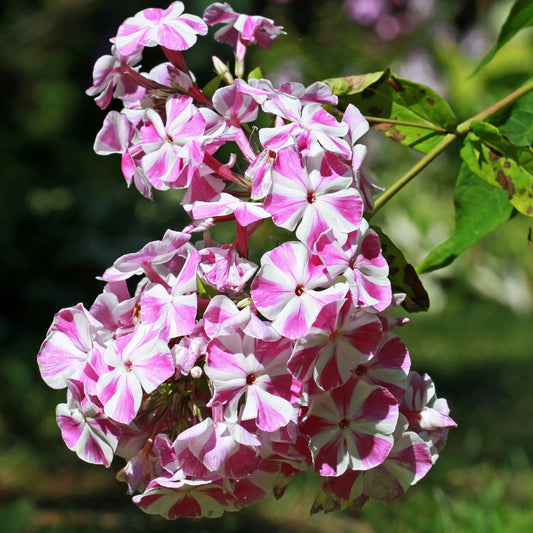 Vlambloem 'Bambini® Crush' - Phlox paniculata bambini ® candy crush - Heesters en vaste planten