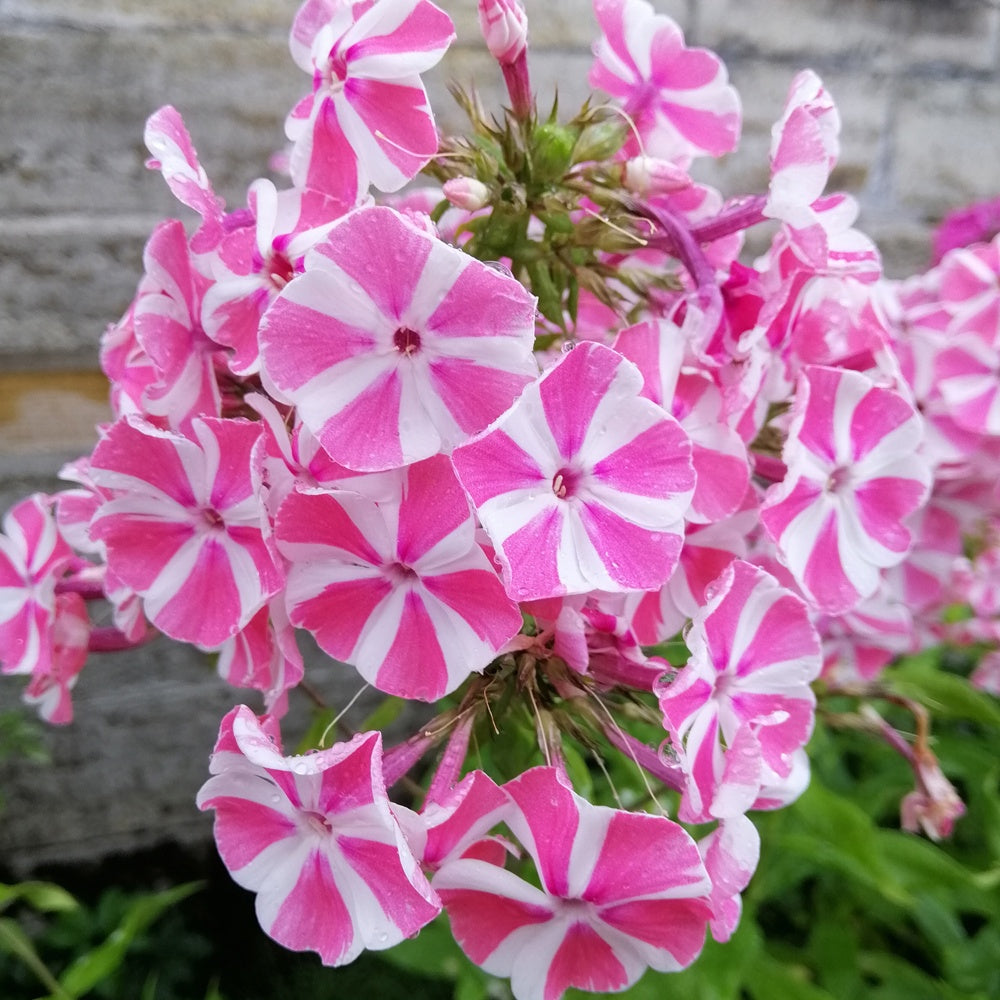 Vlambloem 'Peppermint Twist' - Phlox paniculata peppermint twist - Tuinplanten