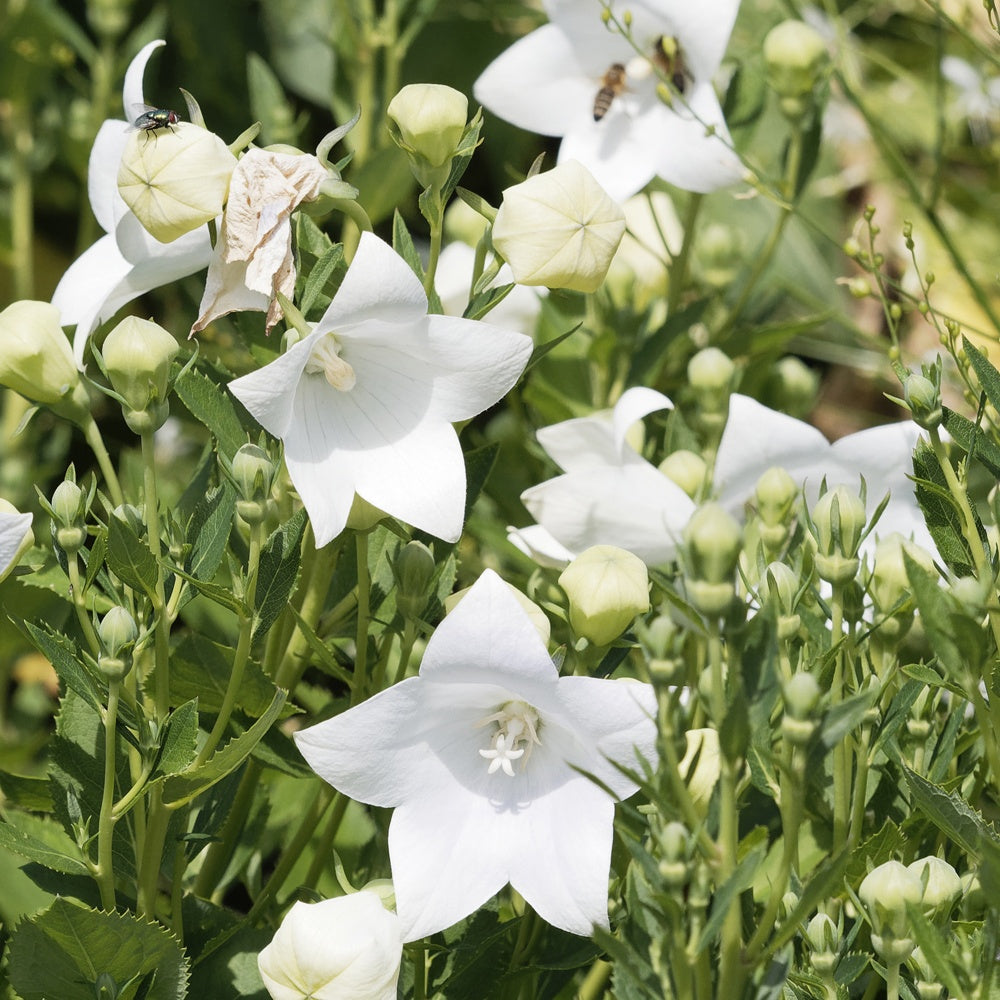 Ballonklokje 'Albus' - Platycodon grandiflorus albus - Bakker