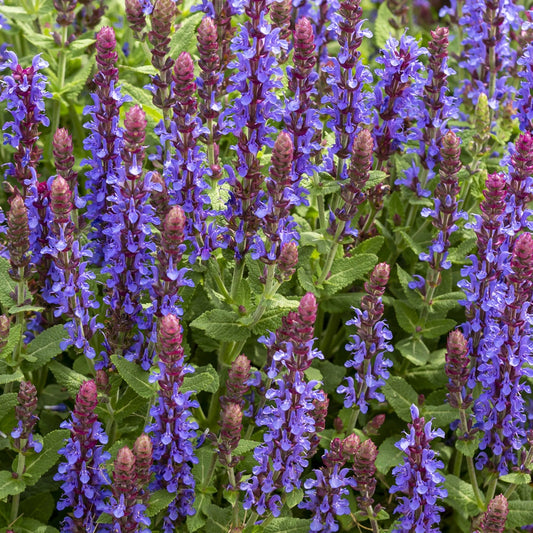 Bossalie 'Deep Purple' - Bakker