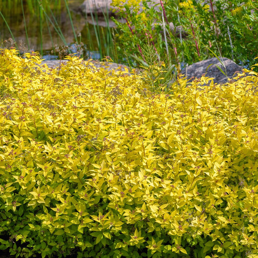 Spierstruik Goldmound - Spiraea japonica goldmound - Heesters en vaste planten