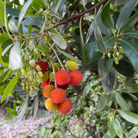 Apenboom 'Atlantic' - Arbutus unedo 'atlantic' - Fruit