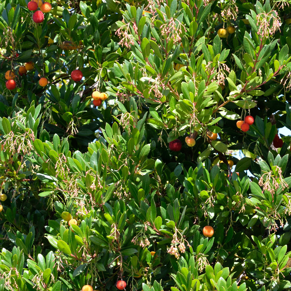 Aardbeienboom 'Atlantic' - Arbutus unedo Atlantic - Bakker