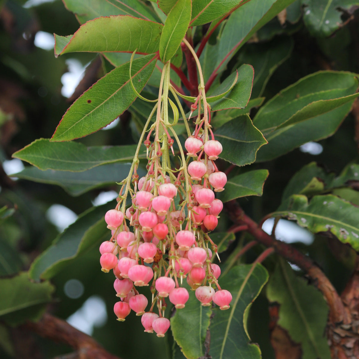 Aardbeienboom 'Rubra' - Arbutus unedo 'rubra' - Bakker