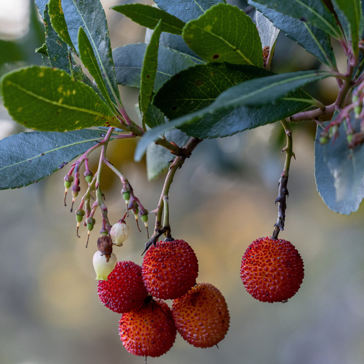 Arbutus unedo 'rubra' - Aardbeienboom 'Rubra' - Andere fruitbomen en -struiken