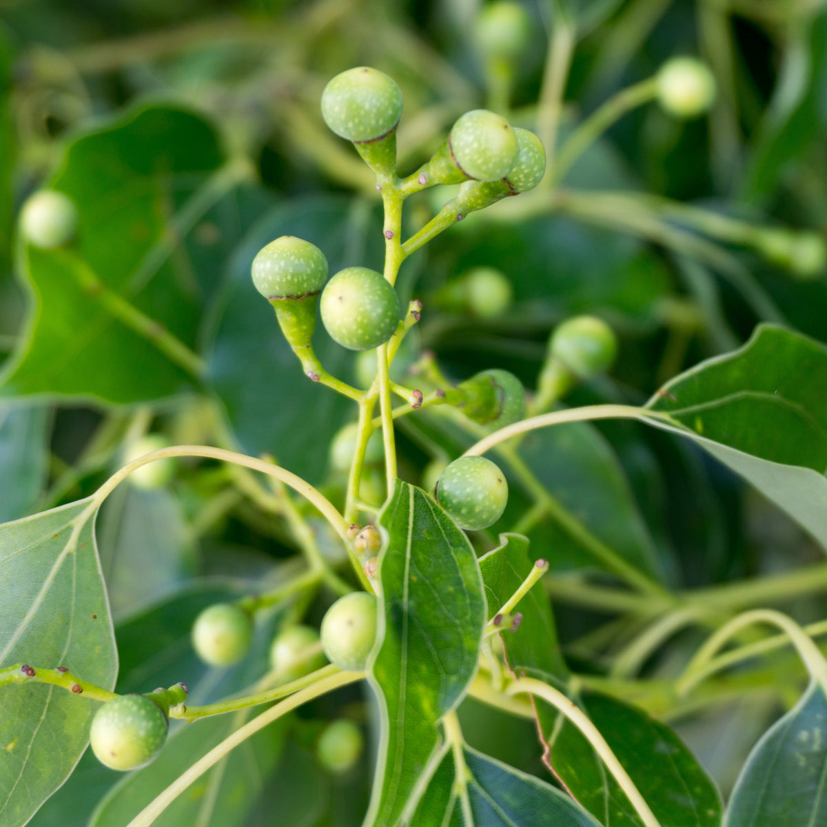 Bomen - Kamfer - Cinnamomum camphora