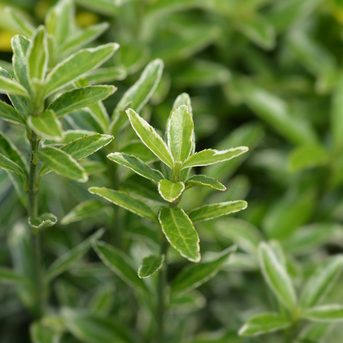 Kardinaalsmuts 'Microphyllus Albovariegatus' - Euonymus japonicus microphyllus Albovariegatus - Bakker