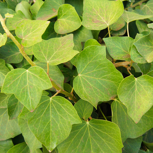 Klimop 'Alger' - Hedera algeriensis 'alger' - Tuinplanten