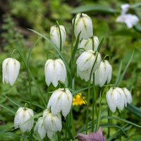 Parelhoenders Fritillaria, effen wit - Fritillaria meleagris 'unicolor alba' - Bloembollen