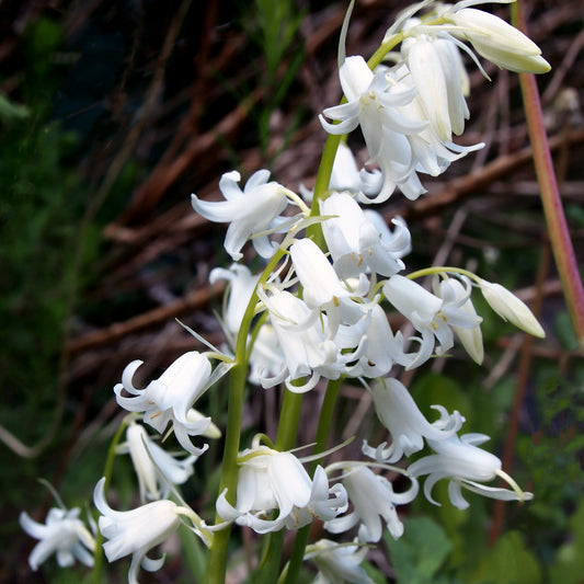 Witte Spaanse hyacinten - Hyacinthoides 'hispanica white' - Bloembollen