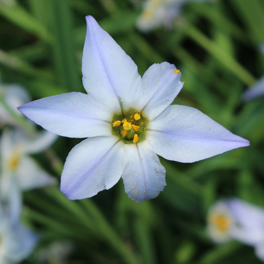 Wisley Blue Lentesterren - Ipheion uniflorum 'wisley blue' - Bloembollen