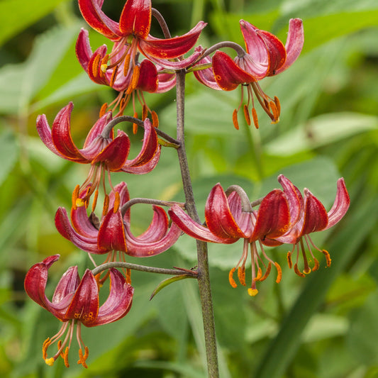 Lelie Claude Shride - Bakker