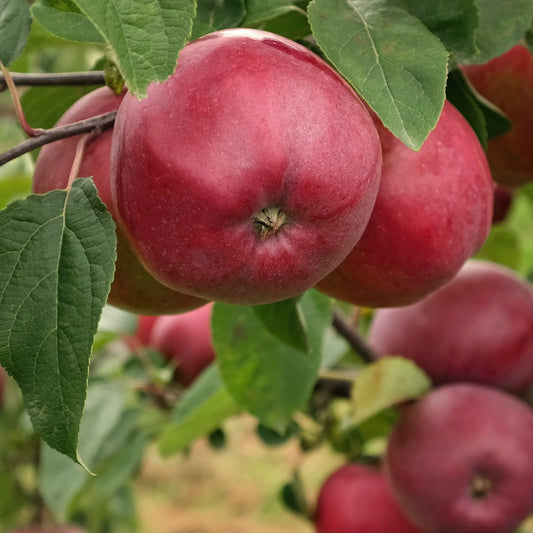 Appelboom 'Marylin Red' - Malus domestica 'marilyn red' - Fruit