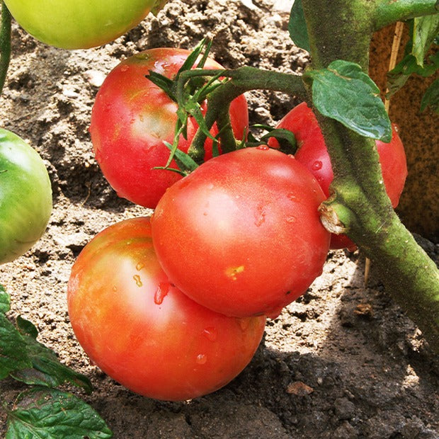 Tomaat 'Rose de Berne - Solanum lycopersicum rose de berne - Bakker
