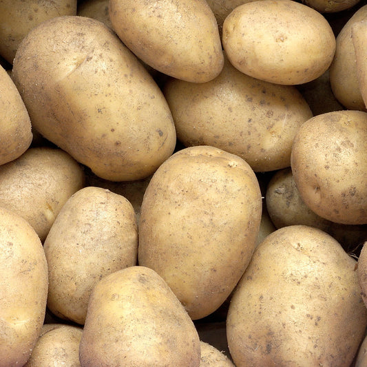 Aardappel 'Minette' - Bakker