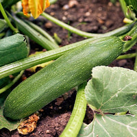 Courgette 'Storr's Green F1' - Cucurbita pepo  storr's green f1 - Moestuin