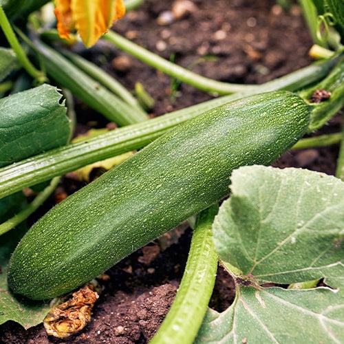 Courgette 'Storr's Green F1' - Cucurbita pepo  storr's green f1 - Bakker