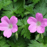 Moerasooievaarsbek - Geranium palustre - Bakker