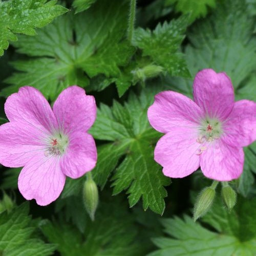 Moerasooievaarsbek - Geranium palustre - Bakker