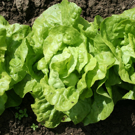 Kropsla 'Appia' (x6) - Bakker