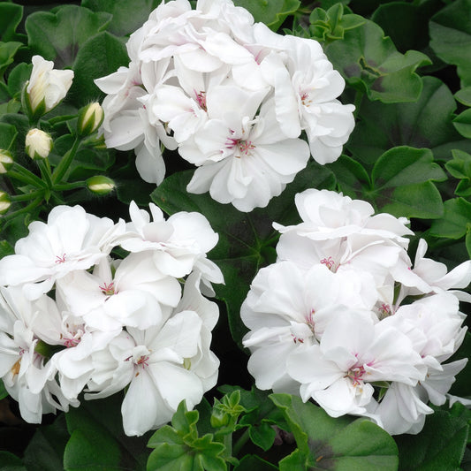 Geranium - Pelargonium zonale - Terras- en balkonplanten