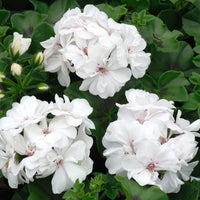 Pelargonium zonale - Geranium Mix - rood + wit + Dark Lilac (x6) - Geranium - Pelargonium