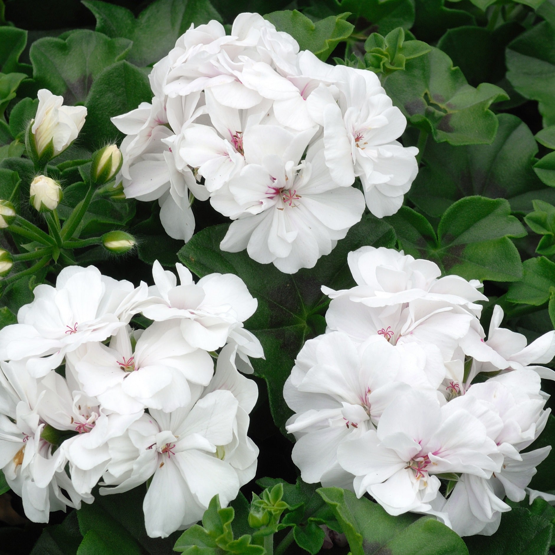 Pelargonium zonale - Geranium Mix - rood + wit + Dark Lilac (x6) - Geranium - Pelargonium