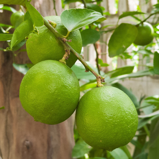 Limoenboom - Citrus aurantifolia - Fruit