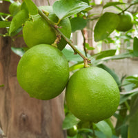 Limoenboom - Citrus aurantifolia - Bakker