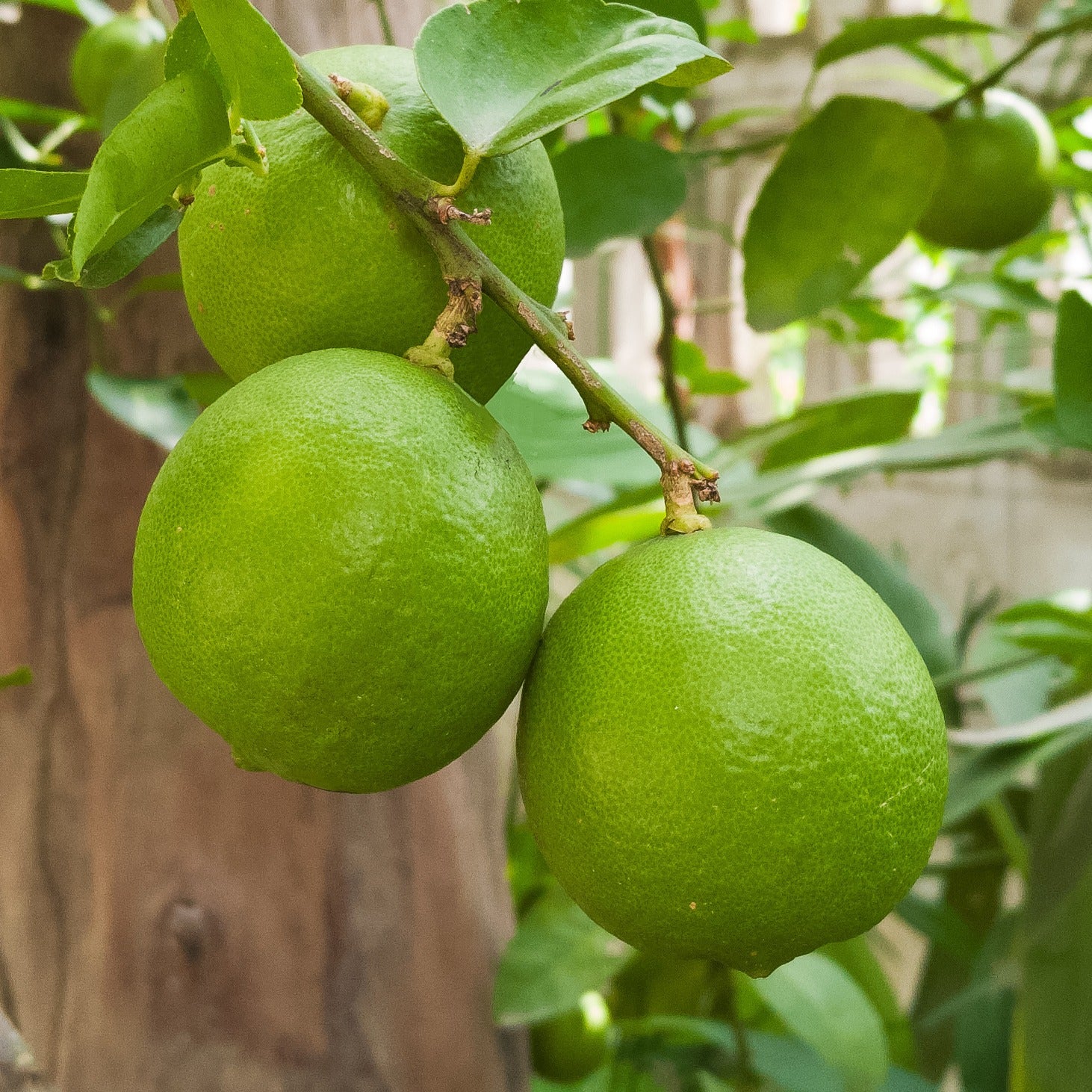 Limoenboom - Citrus aurantifolia - Bakker