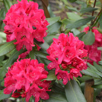 Rhododendron 'Nova Zembla' - Rhododendron Nova Zembla - Bakker